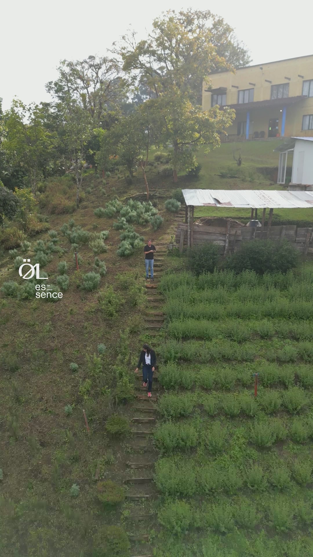 ÖL_Essence_Crops_Cauca